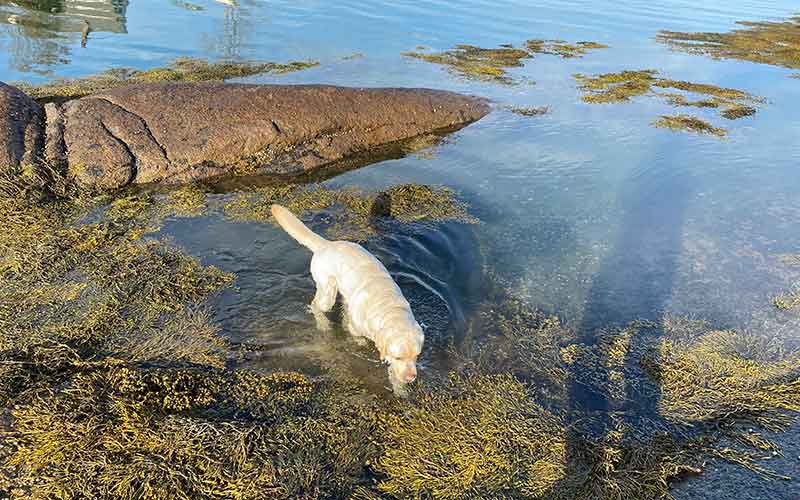 Henry the Labrador Retriever playing in the water