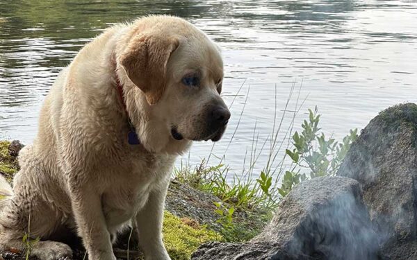 Henry, a Labrador Retriever, looks dejected while sitting by the water