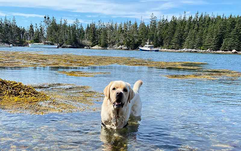 Henry playing in the water