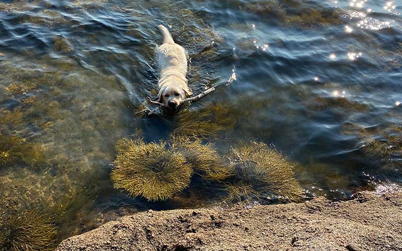 Henry swimming with a stick