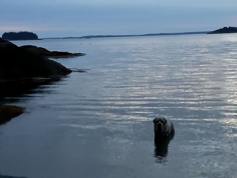 Henry the dog swimming at sunset