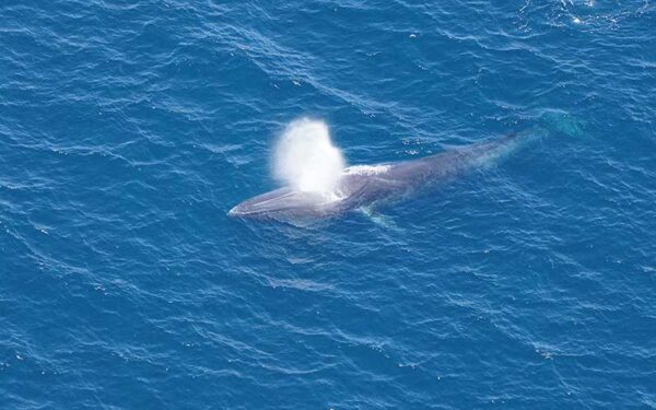 Fin whale swimming in Canyons & Seamounts Monument