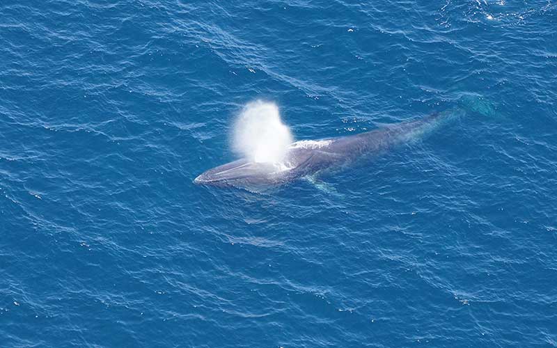 Fin whale swimming in Canyons & Seamounts Monument