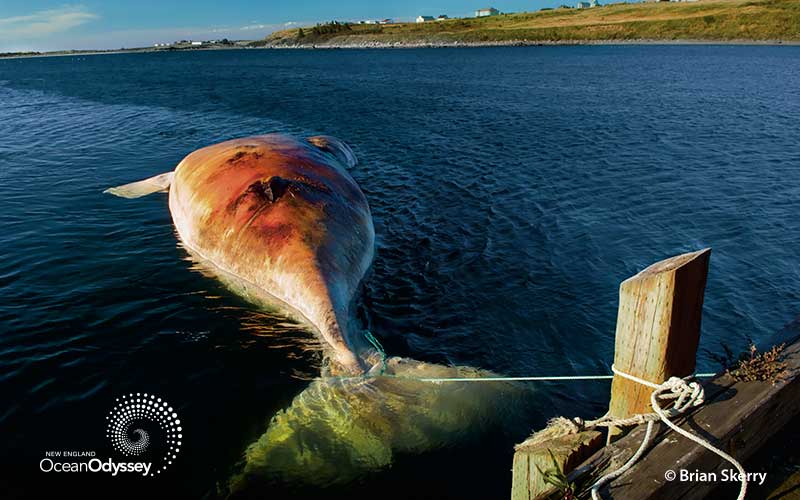 Body of a whale that has been struck and killed by a vessel, tied to a dock for study