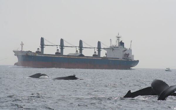 Whales swimming in Stellwagen Sanctuary waters in front of an industrial ship