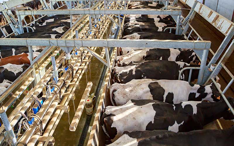 View from above of a modern dairy farm. Holstein dairy cows are lined up in stabling during milking.