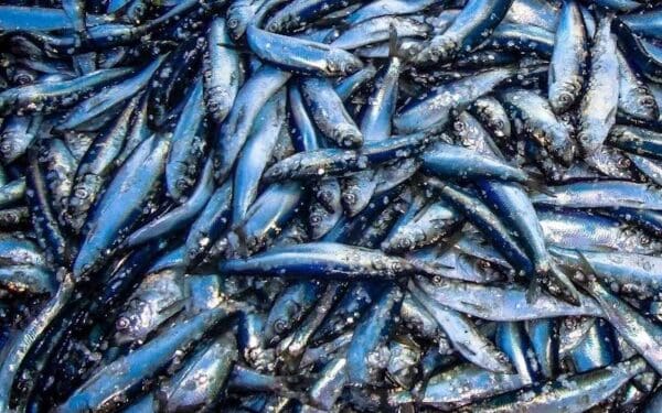 Atlantic herring caught in a fishing net