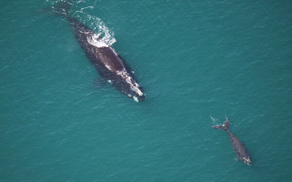 Right whale mother swimming after a small calf