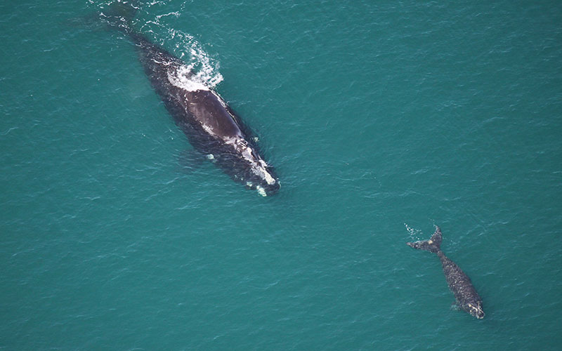 Right whale mother swimming after a small calf