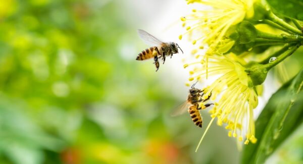Bees pollinate a flower