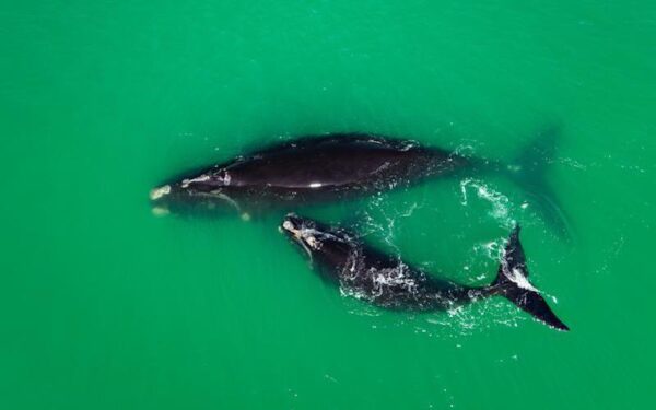 A right whale adult and calf are seen swimming next to each other