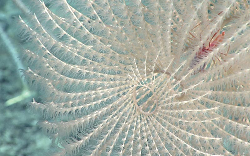 White coral found in Canyons and Seamounts Monument