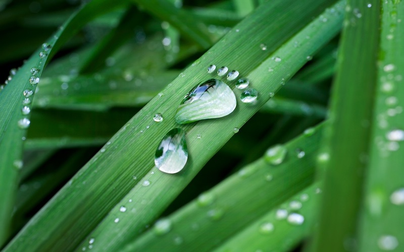 water droplet in the shape of a foot on a leaf