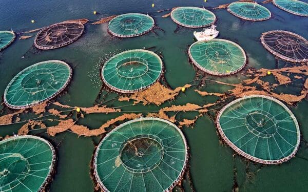 Salmon net pens floating off the coast of Maine