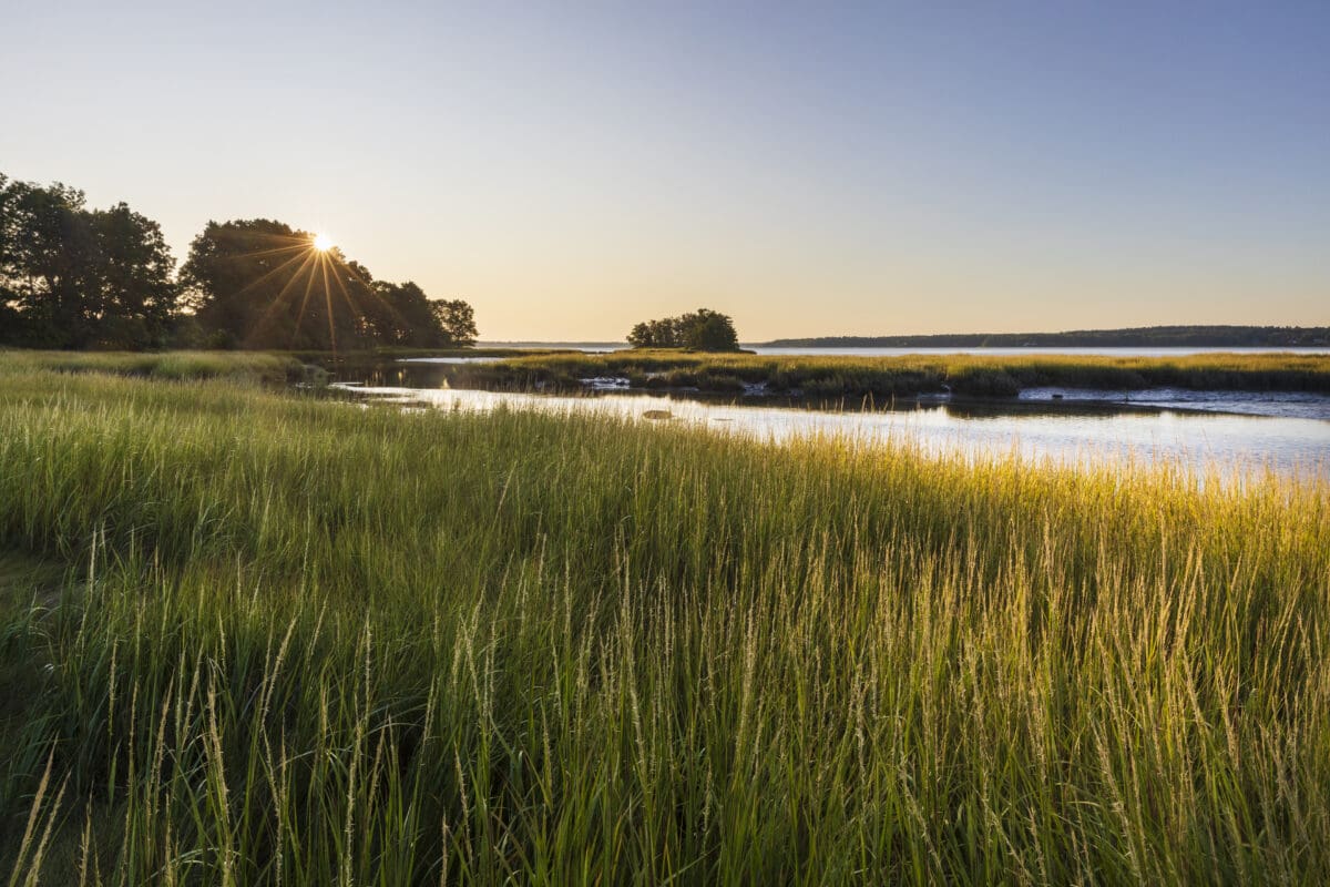 Reeds, water, and distant trees forming a wetland along the coast.