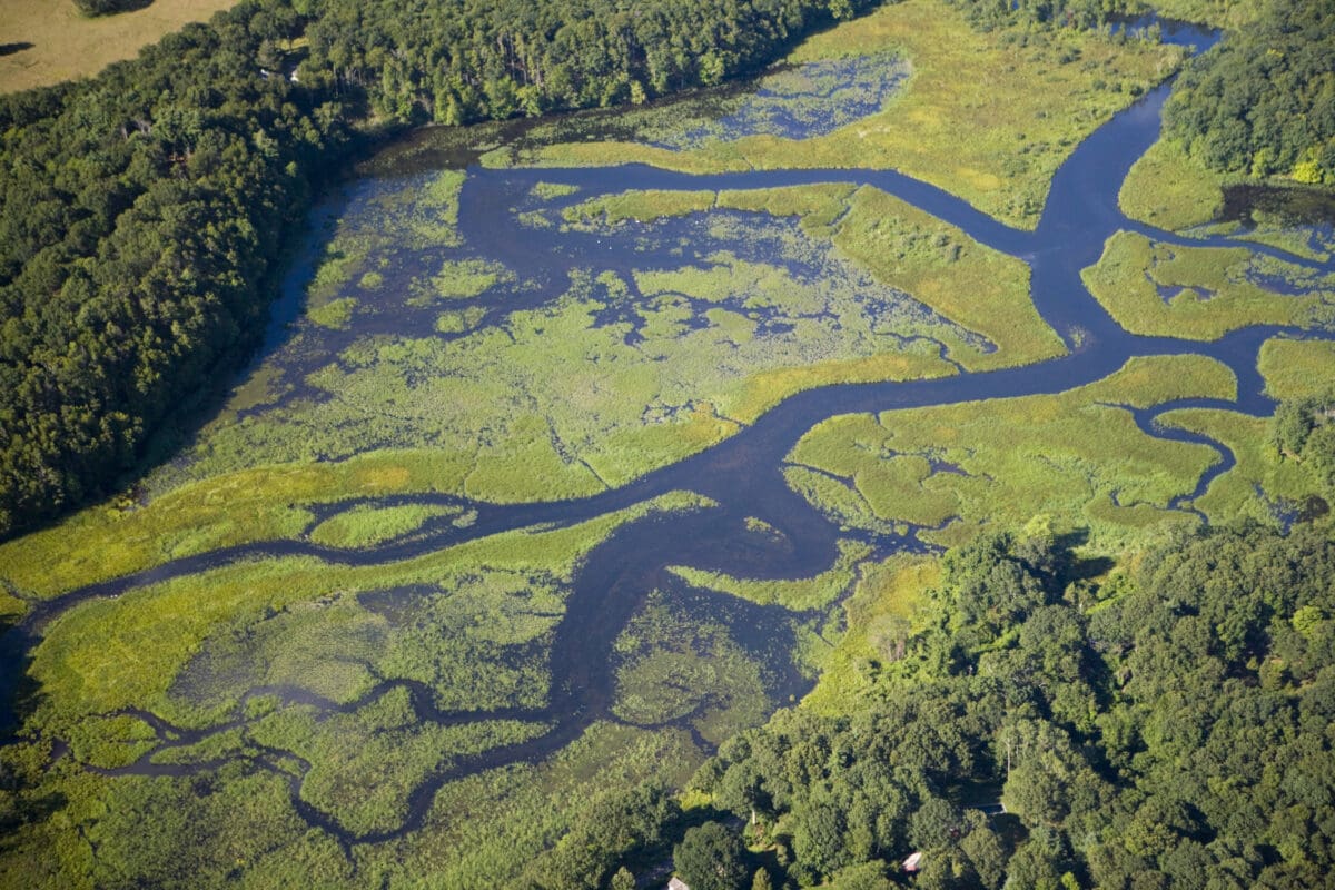 Aerial photo of rivers snaking through green wetlands