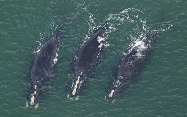 Three right whales