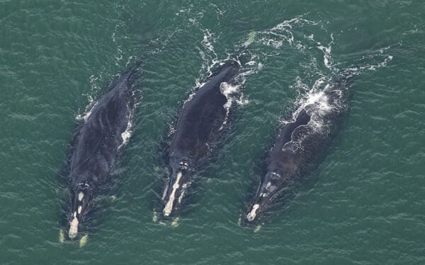 Three right whales