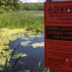 Algae outbreak on water with 