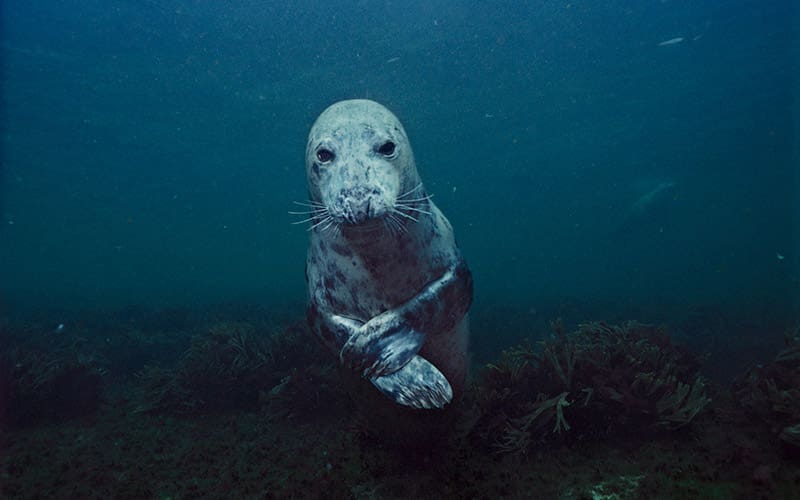 Seal floating in dark blue water