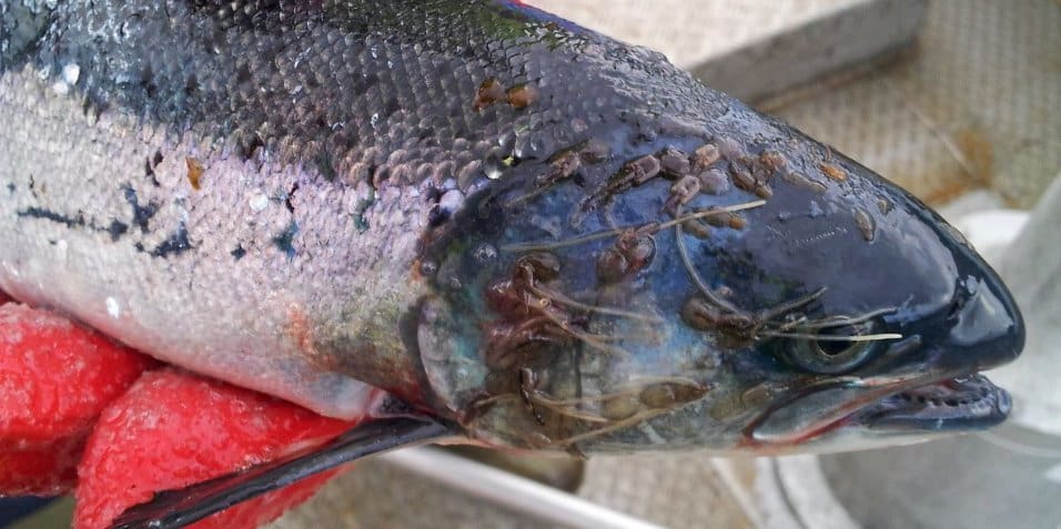 Fish covered in parasites