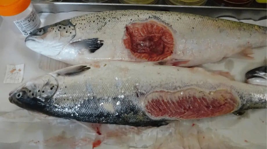 Fish with large, open sores