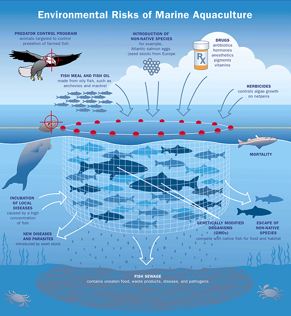 Graphic demonstrating how aquaculture pollutes the marine environment and harms native fish populations