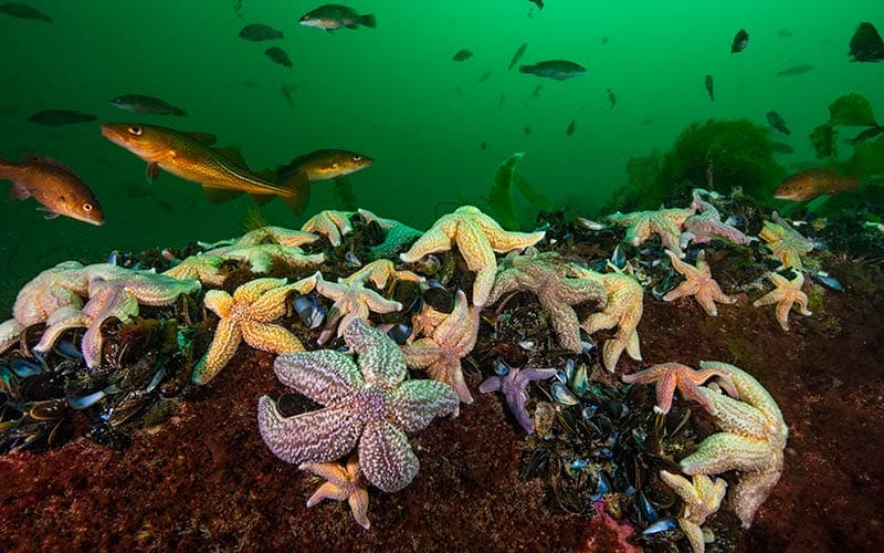 Fish, sea stars, and other marine life underwater in Cashes Ledge