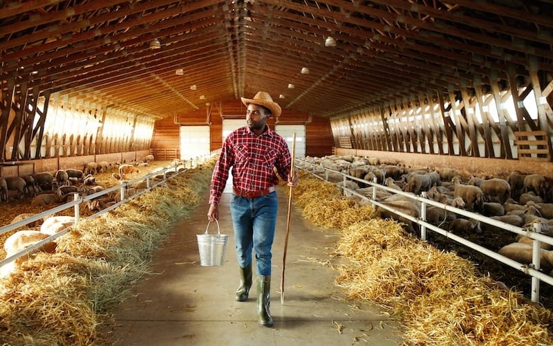 Young,African,American,Man,Farmer,Walking,In,Stable,With,Flock