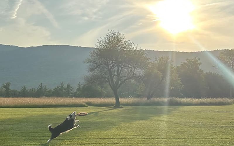 A black and white dog jumps for a frisbee in a hazy Berkshire meadow