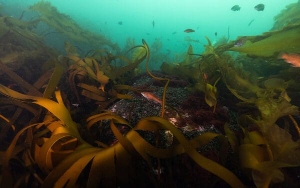 Kelp fronds and swimming fish on Cashes Ledge