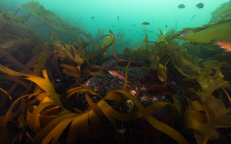 Kelp fronds and swimming fish on Cashes Ledge