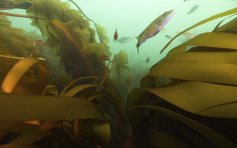 Fish swimming amid kelp on Cashes Ledge