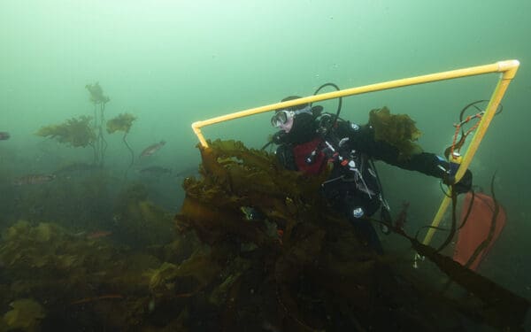 A diver measures kelp with a triangular frame while diving Cashes Ledge