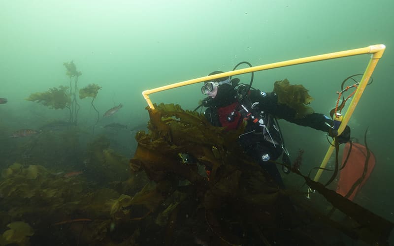 A diver measures kelp with a triangular frame while diving Cashes Ledge