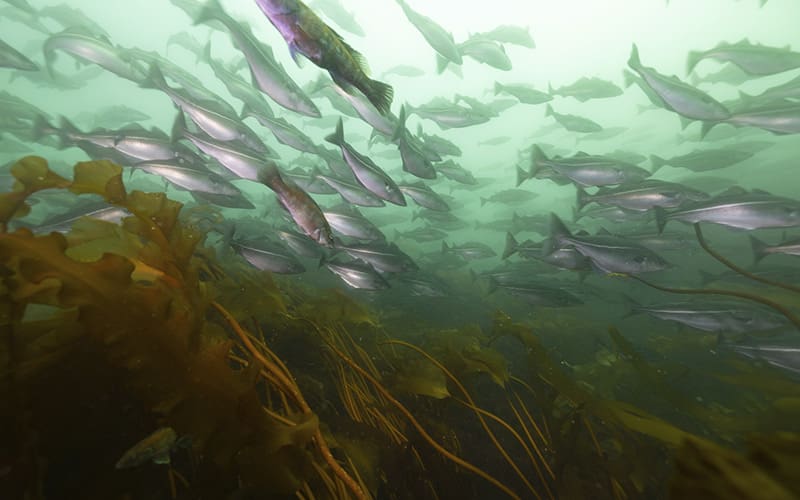 A swarm of fish swim amid kelp on Cashes Ledge.