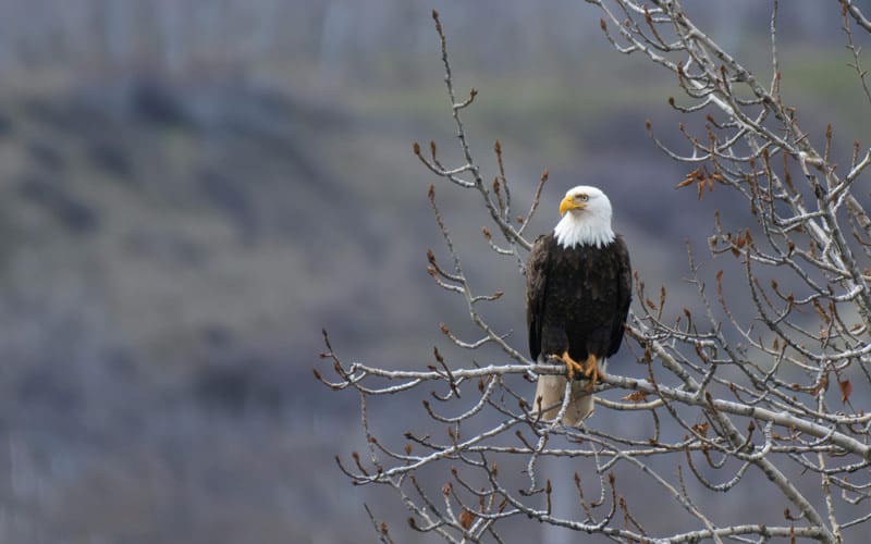 Bald eagle perched on a branch