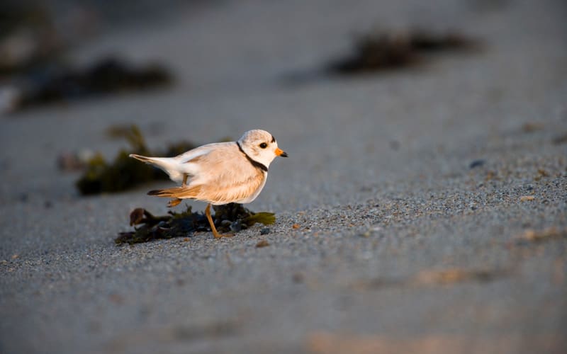 Piping plover standing on a sandy beach