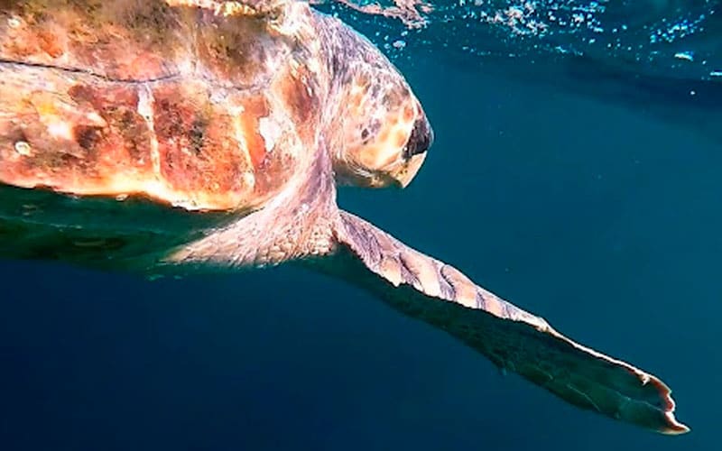 Sea turtle swimming