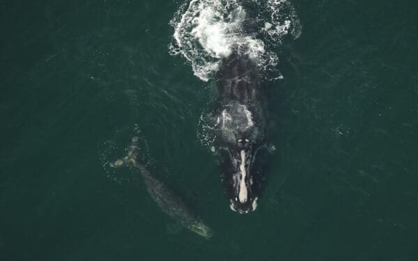 North Atlantic right whales Silt and calf Division swim together in the ocean as seen from above.