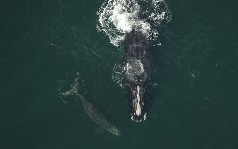 North Atlantic right whales Silt and calf Division swim together in the ocean as seen from above.