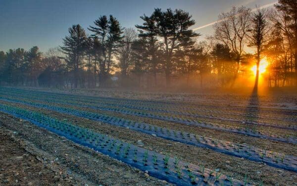 Farm field at sunrise