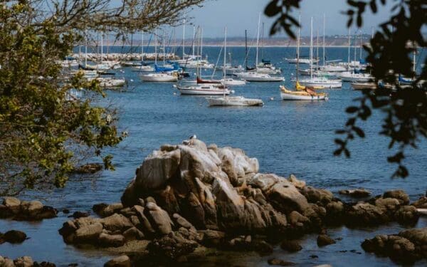 View of the bay in Monterey, California, with a seagull atop a coastal rock formation with sailboats in the background.