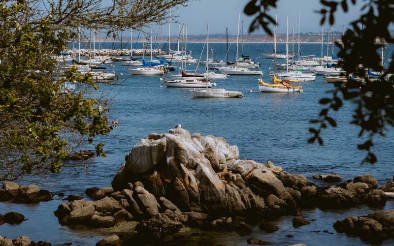 View of the bay in Monterey, California, with a seagull atop a coastal rock formation with sailboats in the background.