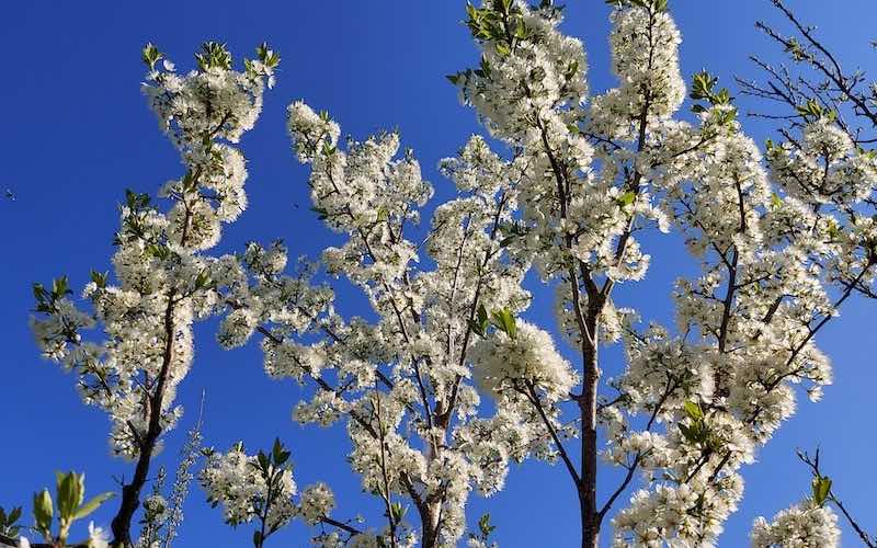 Plum blossoms in front of a blue sky