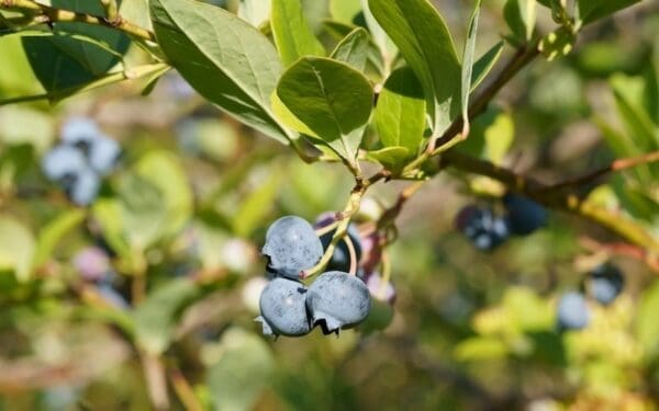 closeup of blueberries on bush