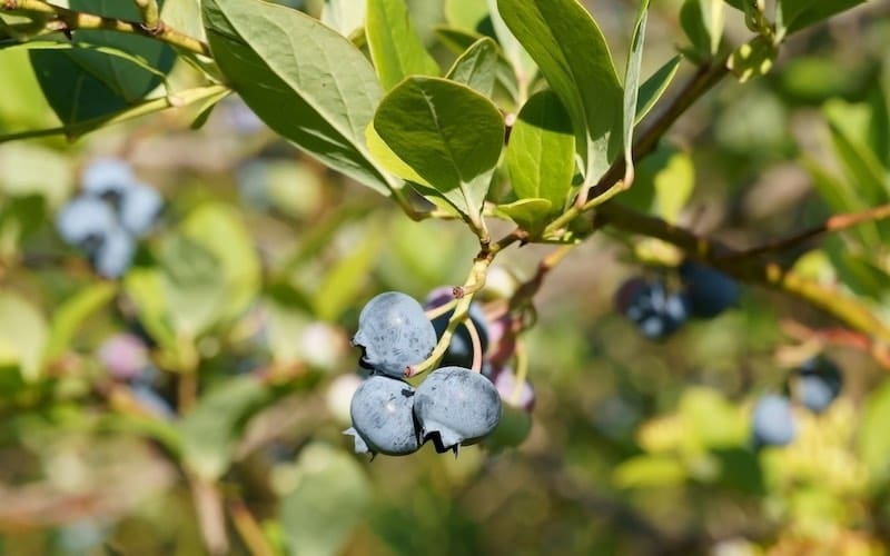 closeup of blueberries on bush