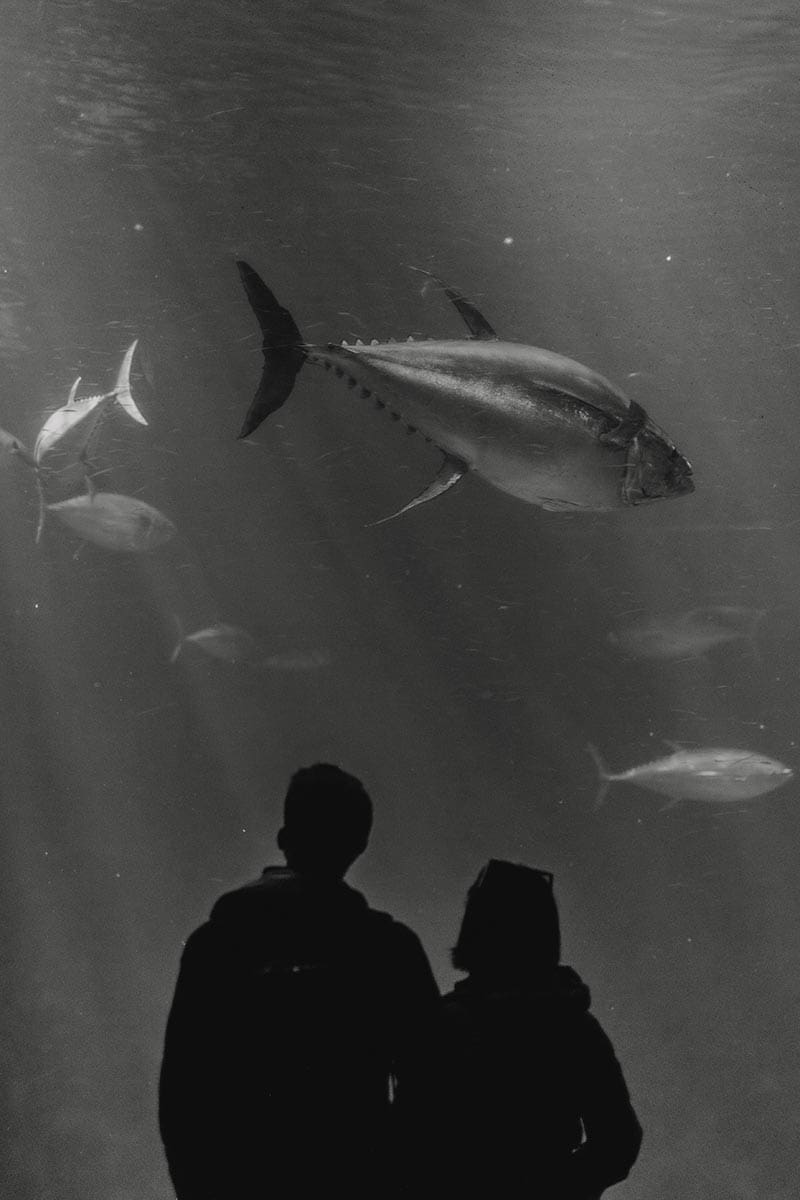 Silhouettes of two guests gazing up at a Pacific bluefin tuna swimming overhead in the Monterey Bay Aquarium's Open Sea exhibit.