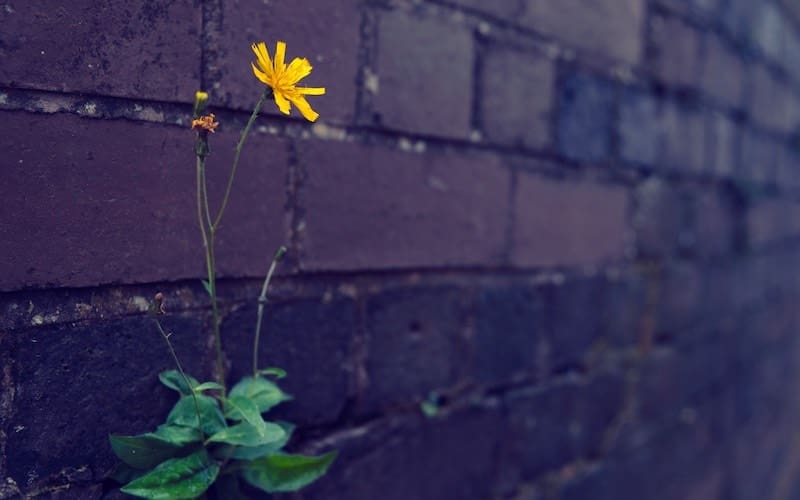 A yellow flower pokes from a crack in a purple brick wall