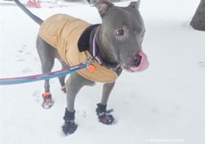 Grey dog wearing a vest and booties